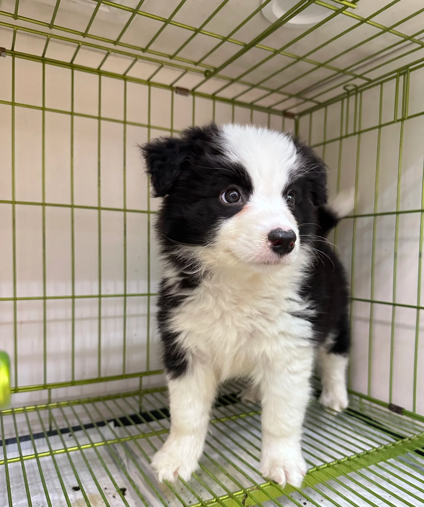 边境牧羊犬